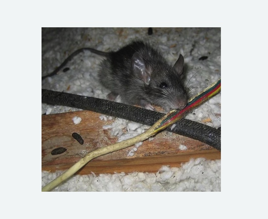 мыши грызут провода в Тюмени